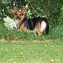 Rex a rejoint le concours — aidez-le/la à gagner de superbes lots ! dog, outdoor, grass, greenery, bushes, pet, animal, nature, alert, ears, fur, canine, standing, leafy, daylight, garden, watchful, muzzle, collar, adorable