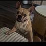 dog, french_bulldog, pet, indoor, floor, blanket, table, carpet, living_room, cute, smiling, animal, ears, fur, domestic_animal, canine, friendly, small_dog, home, companion