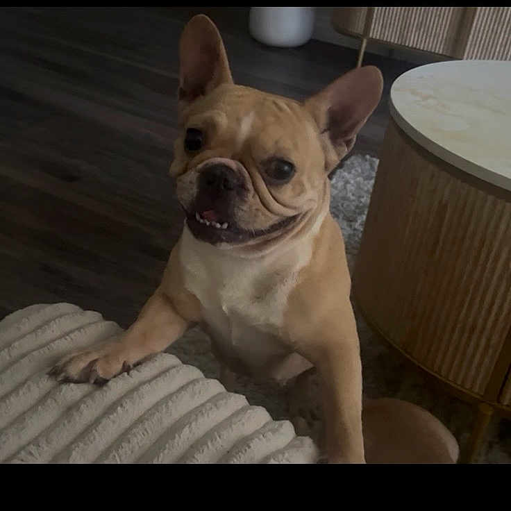 Dior Giselle joined the competition — help win amazing prizes! animal, blanket, canine, carpet, companion, cute, dog, domestic_animal, ears, floor, french_bulldog, friendly, fur, home, indoor, living_room, pet, small_dog, smiling, table