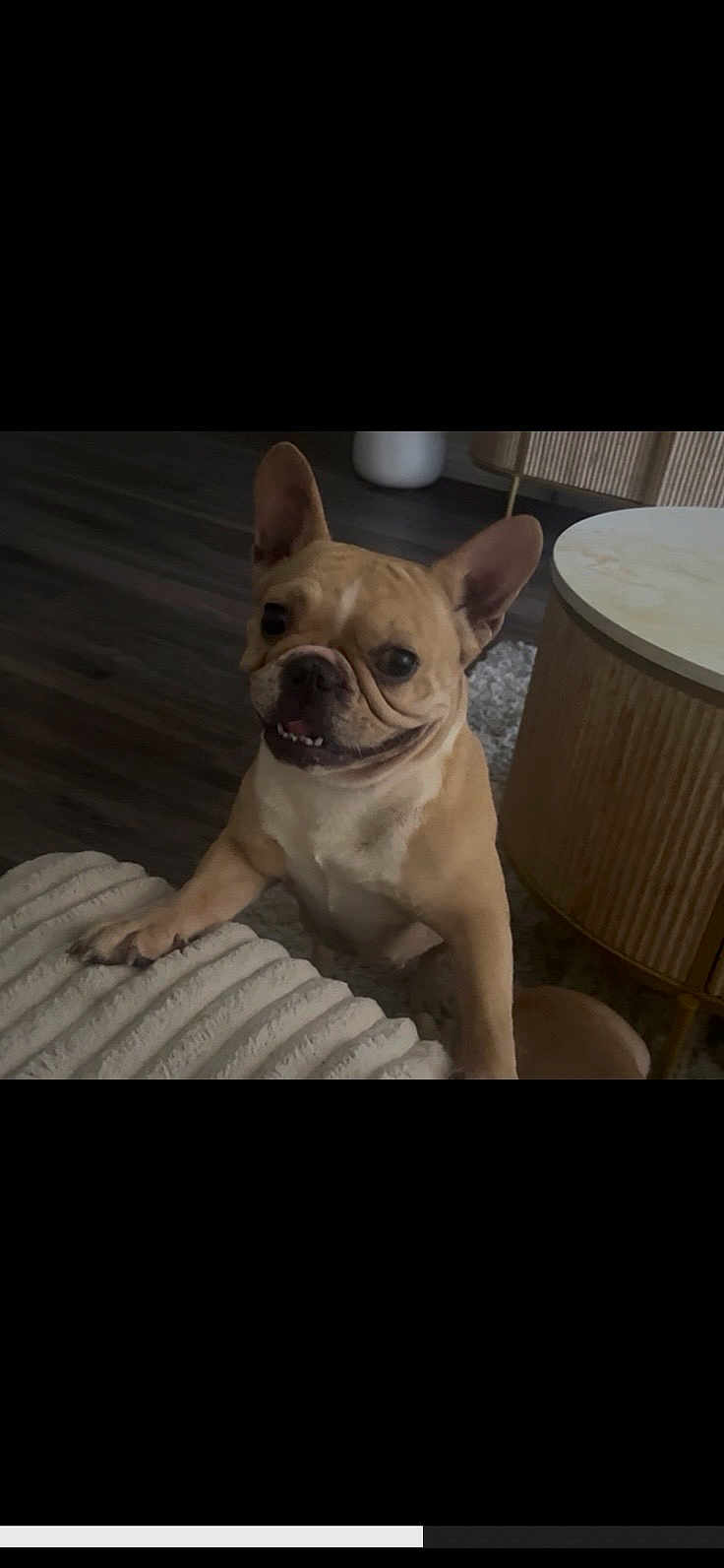 Dior Giselle joined the competition — help win amazing prizes! dog, french_bulldog, pet, indoor, floor, blanket, table, carpet, living_room, cute, smiling, animal, ears, fur, domestic_animal, canine, friendly, small_dog, home, companion