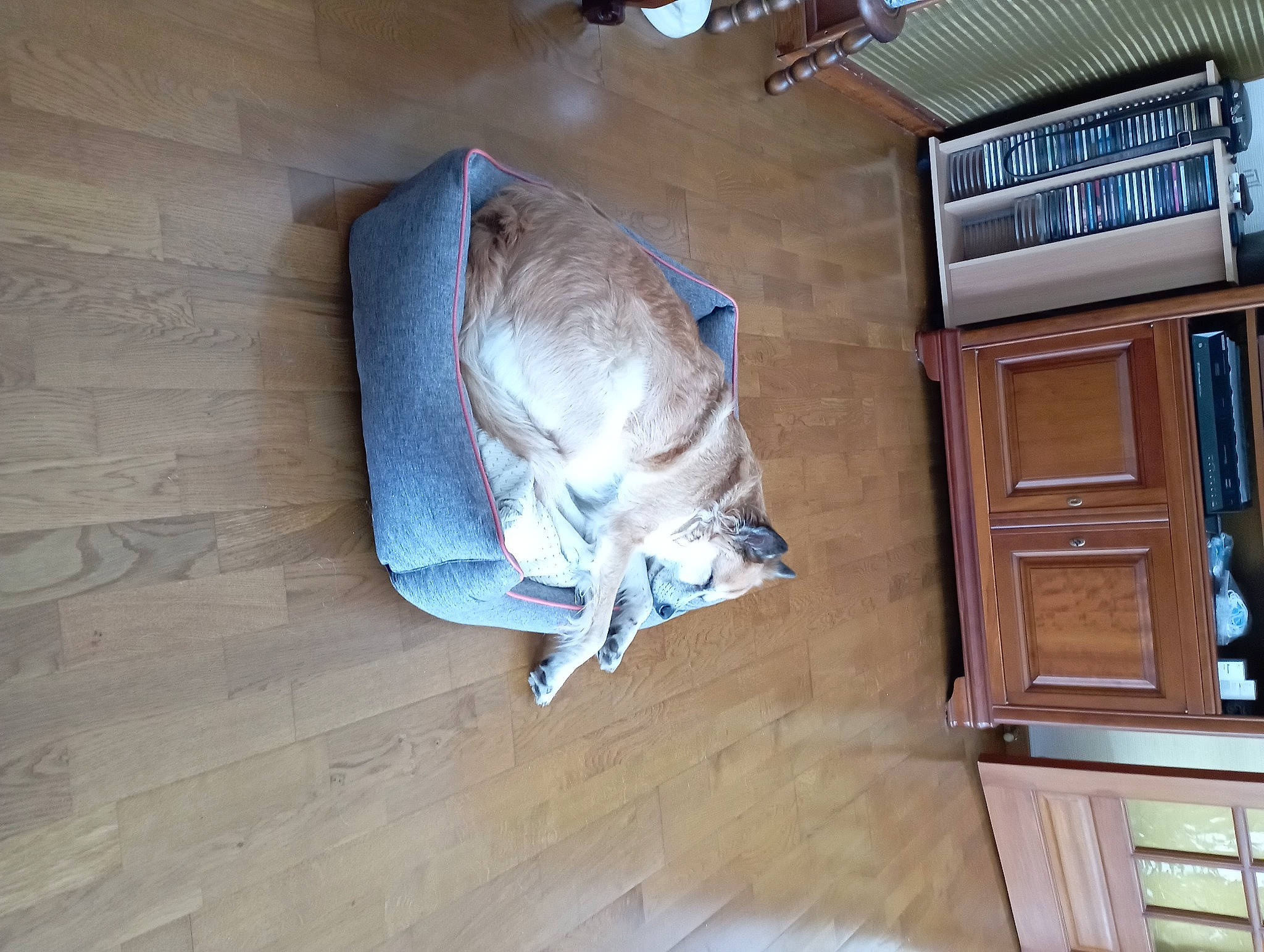 Adèle a rejoint le concours — aidez-le/la à gagner de superbes lots ! building, carnivore, comfort, companion_dog, dog_breed, door, fawn, felidae, floor, flooring, hardwood, house, laminate_flooring, room, sculpture, small_to_medium_sized_cats, tail, window, wood, wood_stain