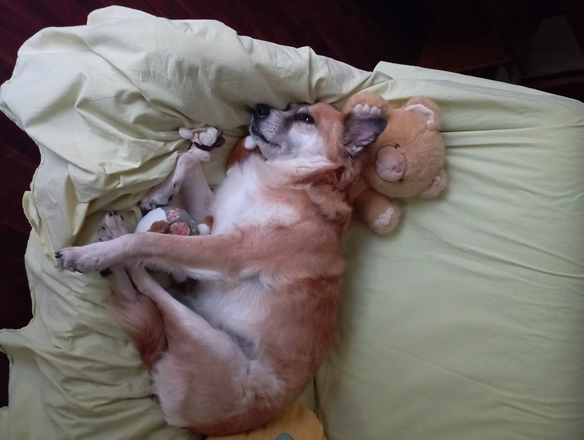 Adèle a rejoint le concours — aidez-le/la à gagner de superbes lots ! canidae, carnivore, child, comfort, companion_dog, dog, dog_breed, fawn, felidae, flesh, fur, linens, nap, non_sporting_group, paw, room, sleep, small_to_medium_sized_cats, sporting_group, whiskers