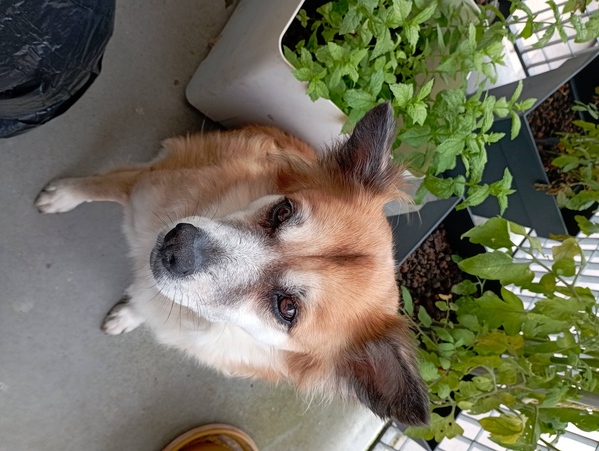 Adèle a rejoint le concours — aidez-le/la à gagner de superbes lots ! canidae, carnivore, collar, companion_dog, corgi_chihuahua, dog, dog_breed, dog_supply, fawn, flowerpot, fur, mechanical_fan, plant, snout, sporting_group, tail, terrestrial_animal, water, whiskers, working_animal