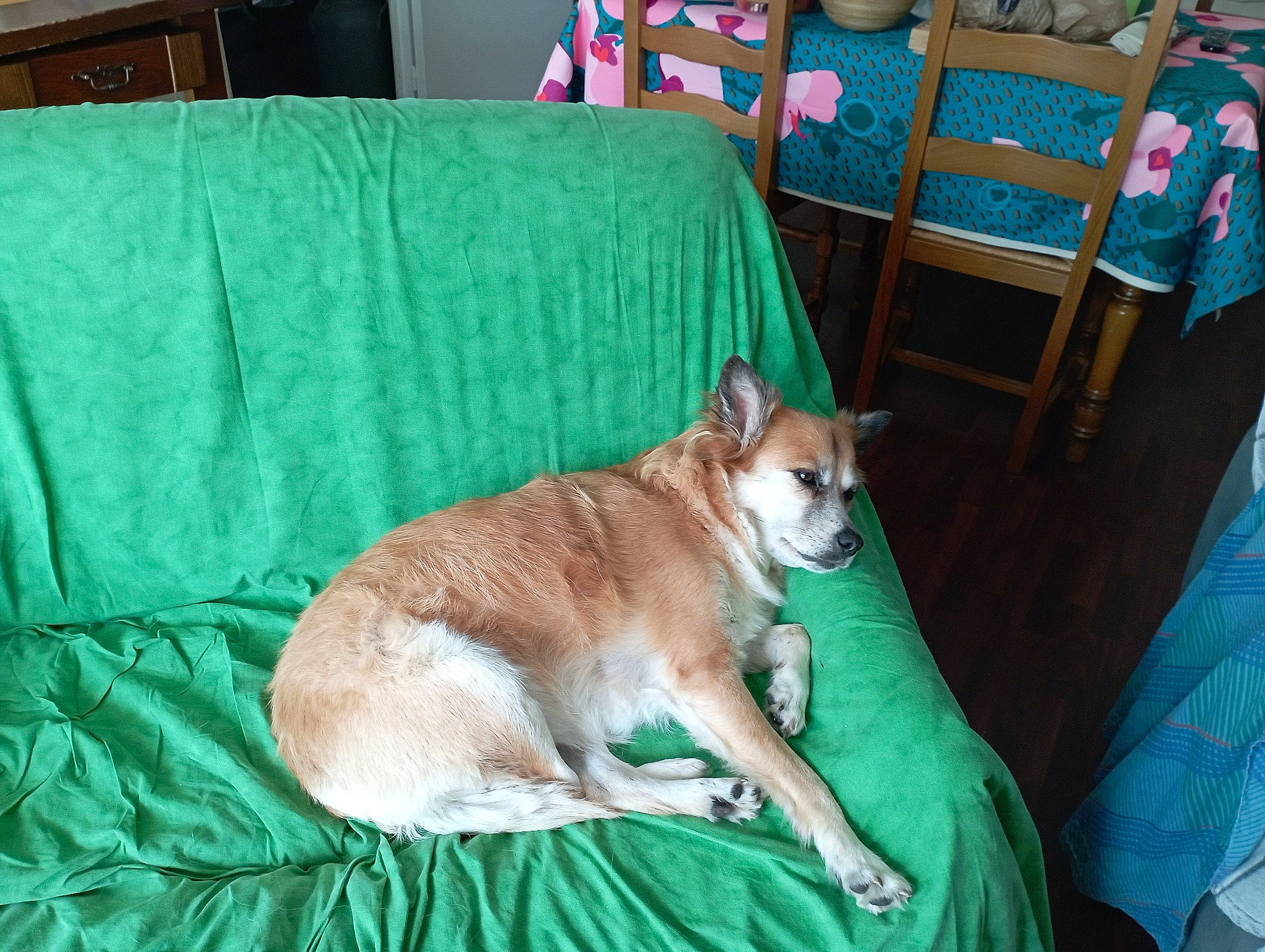 Adèle participe au concours pour gagner de l'argent avec cette photo : carnivore, chair, comfort, companion_dog, dog, dog_breed, fawn, felidae, fur, furniture, green, linens, room, small_to_medium_sized_cats, table, tail, terrestrial_animal, whiskers, wood, working_animal