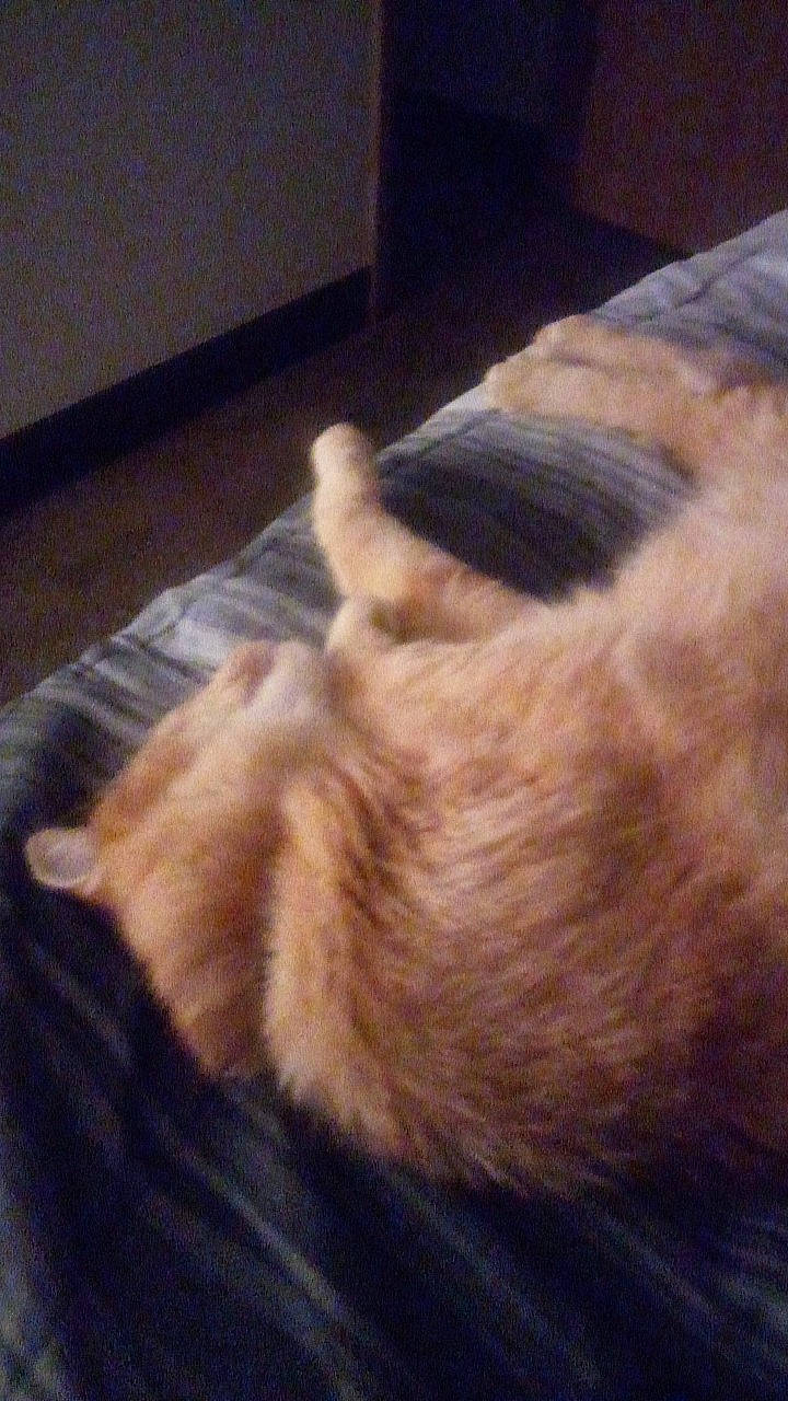 Joey joined the competition — help win amazing prizes! carnivore, cat, claw, comfort, companion_dog, dog_breed, fawn, felidae, flooring, foot, fur, hardwood, nap, paw, room, small_to_medium_sized_cats, sporting_group, tail, whiskers, wood