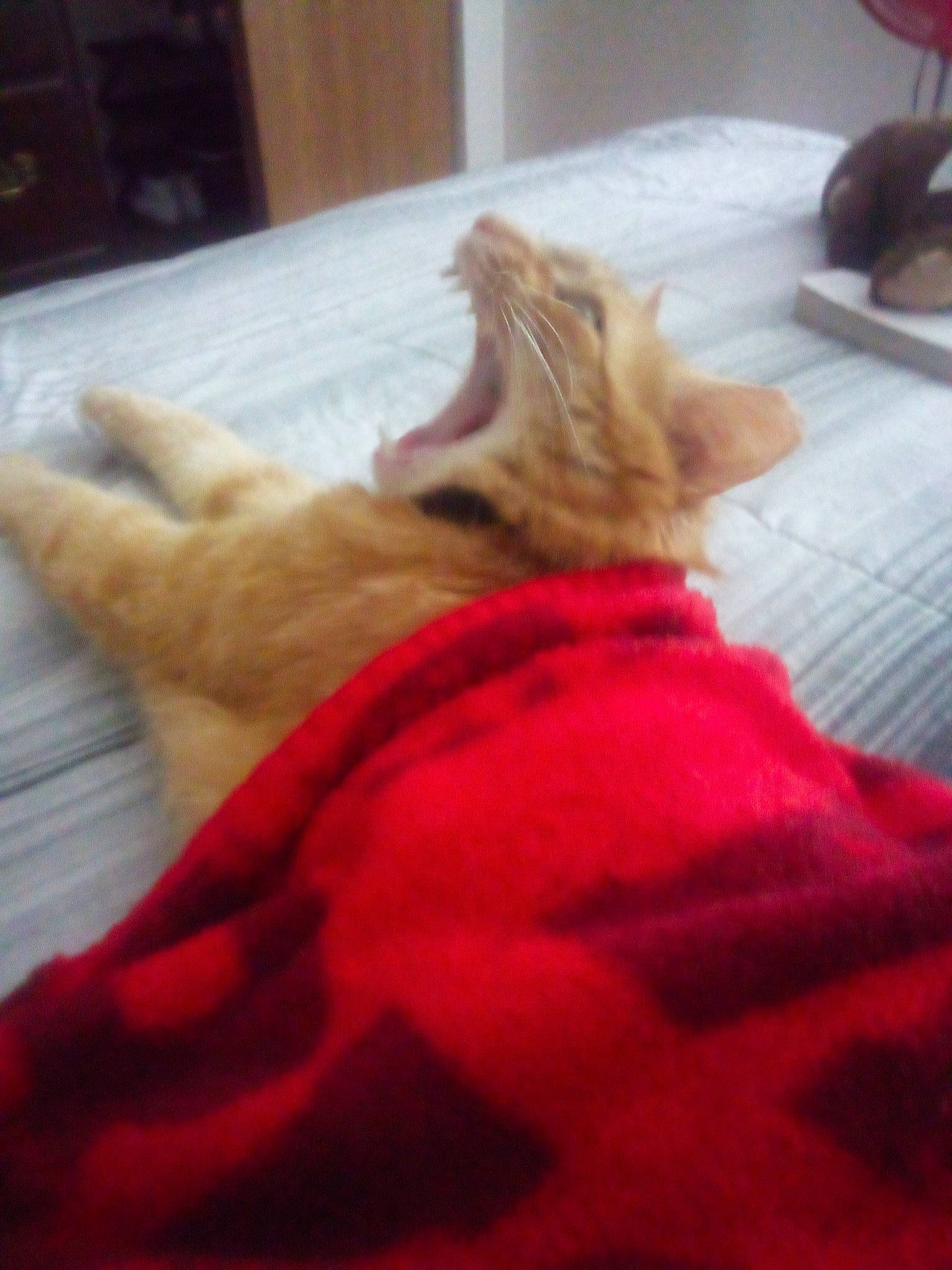 Joey is registered to the contest to win money with this photo: bedding, carnivore, cat, claw, comfort, domestic_short_haired_cat, felidae, flooring, fur, gesture, human_leg, linens, magenta, nap, paw, room, small_to_medium_sized_cats, tail, whiskers, wood