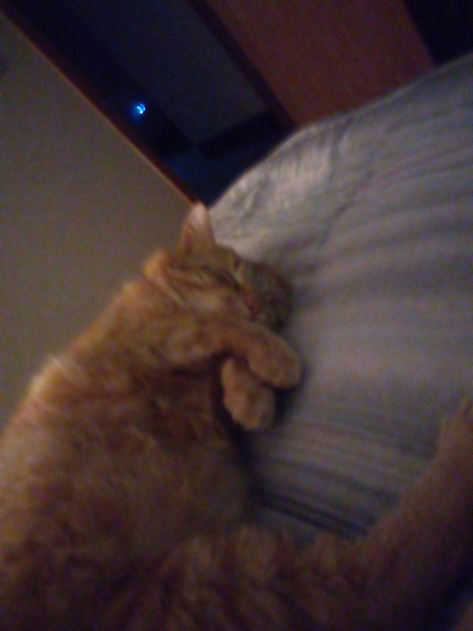 Joey is registered to the contest to win money with this photo: bed, canidae, carnivore, cat, comfort, darkness, dog_breed, domestic_short_haired_cat, fawn, felidae, fur, gesture, hardwood, paw, room, small_to_medium_sized_cats, snout, tail, whiskers, wood