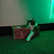 Marley Thunderboots is registered to the contest to win money with this photo: cat, cardboard_box, carpet, green_light, led_strip, paw, indoor, pet, feline, relaxed, cozy, portrait, close_up, wall, baseboard, window, nightlight, dim_lighting, fluffy, living_room