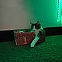cat, cardboard_box, carpet, green_light, led_strip, paw, indoor, pet, feline, relaxed, cozy, portrait, close_up, wall, baseboard, window, nightlight, dim_lighting, fluffy, living_room