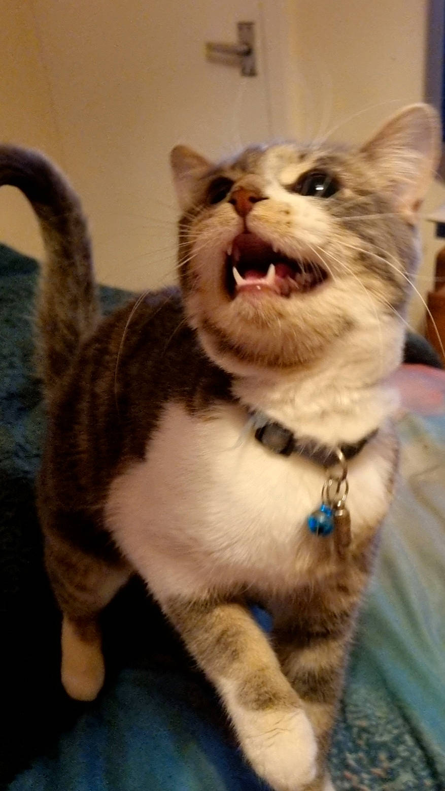 Princess joined the competition — help win amazing prizes! canidae, carnivore, cat, collar, companion_dog, dog_breed, dog_collar, domestic_short_haired_cat, fang, fashion_accessory, fawn, felidae, fur, leash, paw, small_to_medium_sized_cats, snout, tail, whiskers, yawn