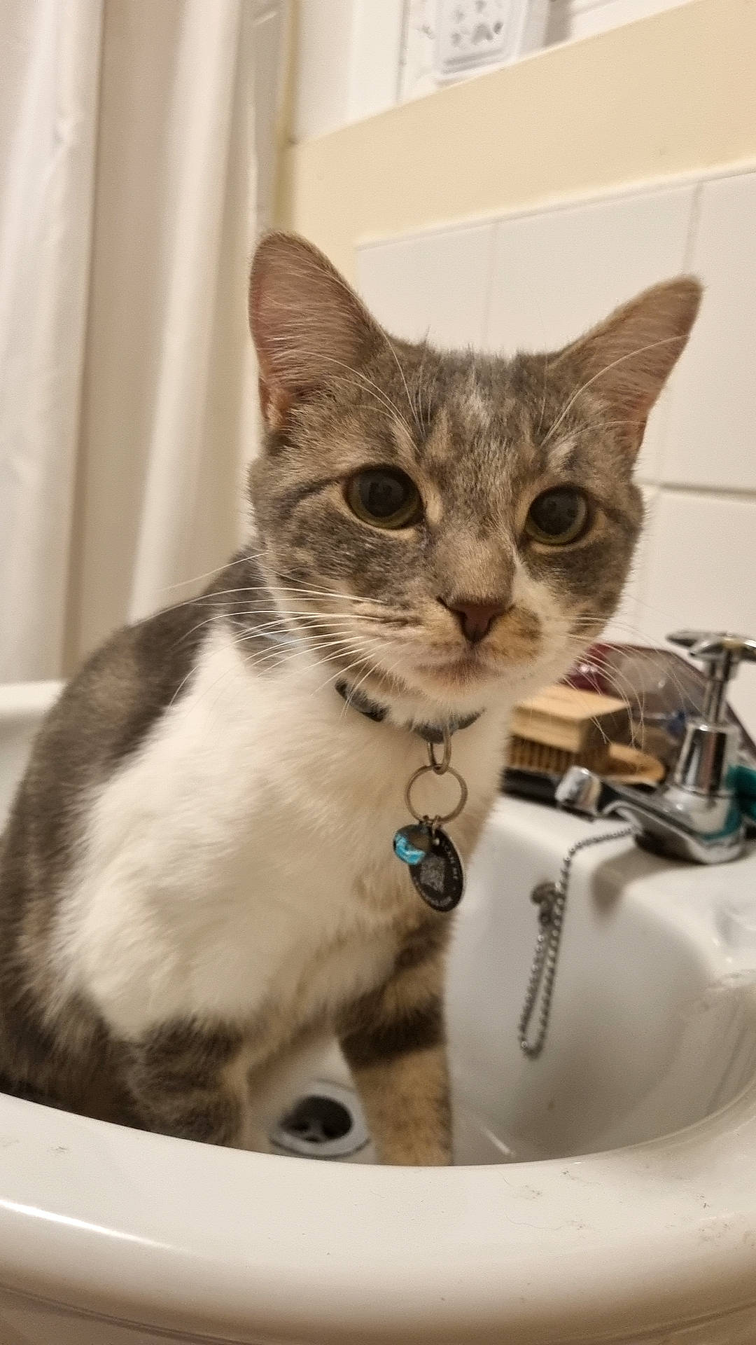 Princess is registered to the contest to win money with this photo: box, carnivore, cat, collar, curtain, domestic_short_haired_cat, fashion_accessory, felidae, fur, jewellery, mammal, paw, pet_supply, photo_caption, small_to_medium_sized_cats, whiskers