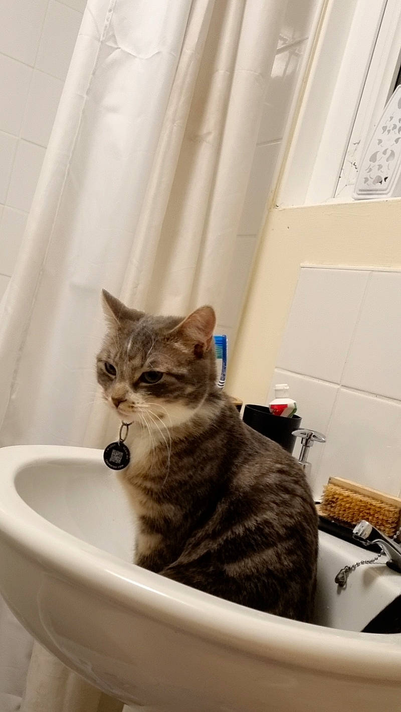 Princess is registered to the contest to win money with this photo: bathroom, bathtub, carnivore, cat, cat_supply, comfort, curtain, domestic_short_haired_cat, felidae, fur, paw, pet_supply, plumbing, plumbing_fixture, room, small_to_medium_sized_cats, tail, tap, whiskers, window