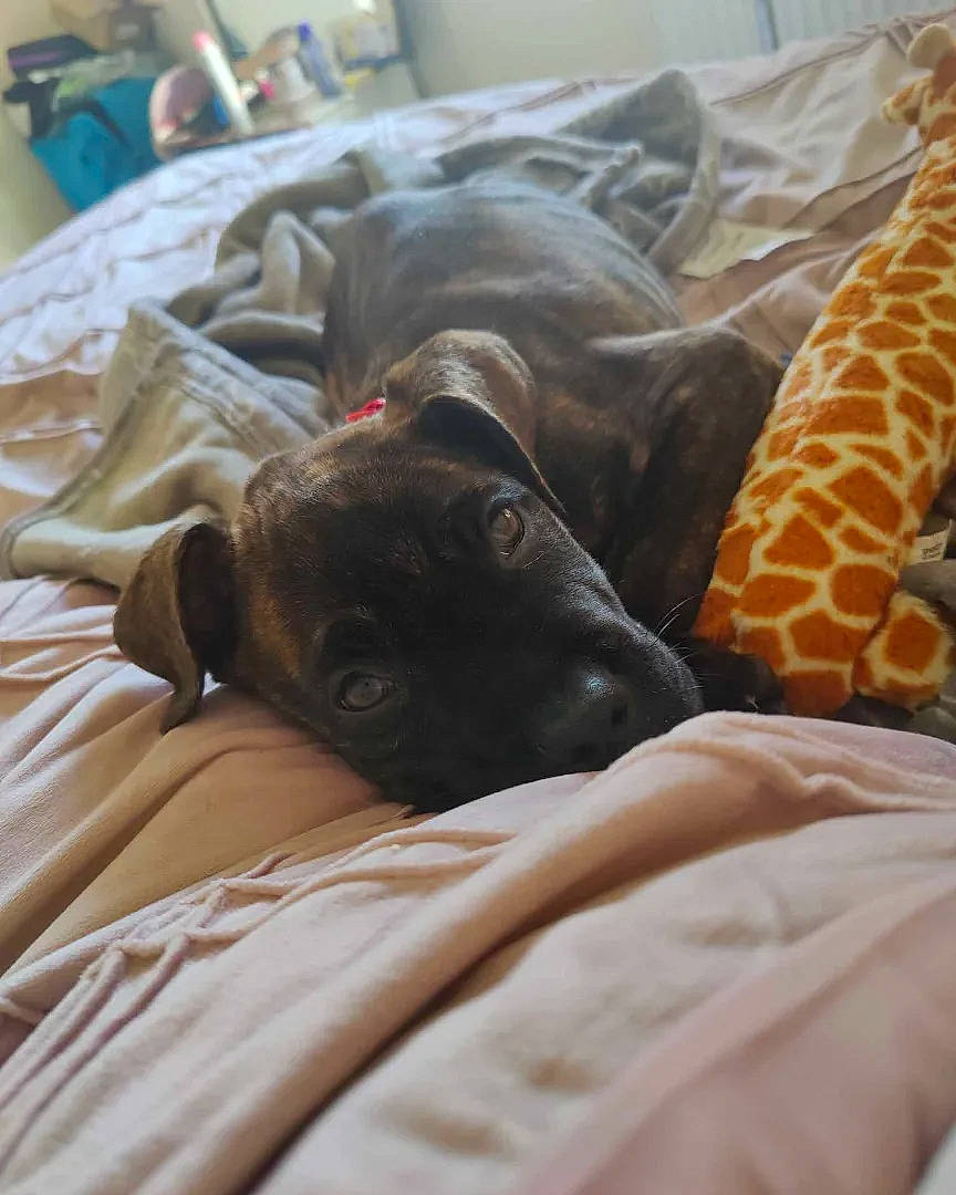 Bruno joined the competition — help win amazing prizes! bedding, brown, canidae, carnivore, comfort, companion_dog, dog, dog_breed, fawn, felidae, fur, linens, liver, mammal, small_to_medium_sized_cats, snout, sporting_group, terrestrial_animal, whiskers, working_animal