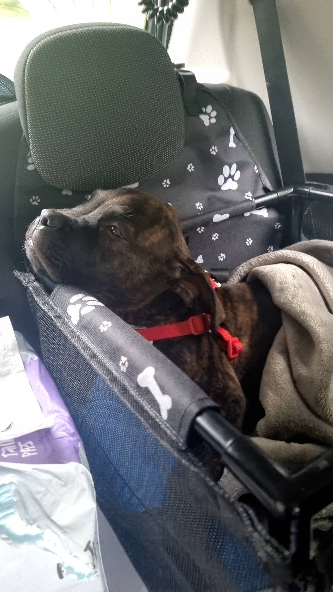 Bruno is registered to the contest to win money with this photo: auto_part, baggage, canidae, car, car_seat, car_seat_cover, carnivore, comfort, companion_dog, dog, dog_breed, family_car, head_restraint, luxury_vehicle, motor_vehicle, seat_belt, sporting_group, trunk, vehicle, vehicle_door