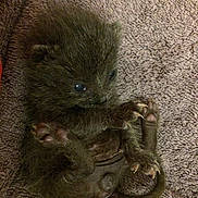 Barbouille participe au concours pour gagner de l'argent avec cette photo : baby_animal, fluffy, claws, towel, small, curled_up, cute, fur, wildlife, mammal, tiny, close_up, texture, animal_paws, sleeping_position, brown, soft, pet_like, curious_look, wild