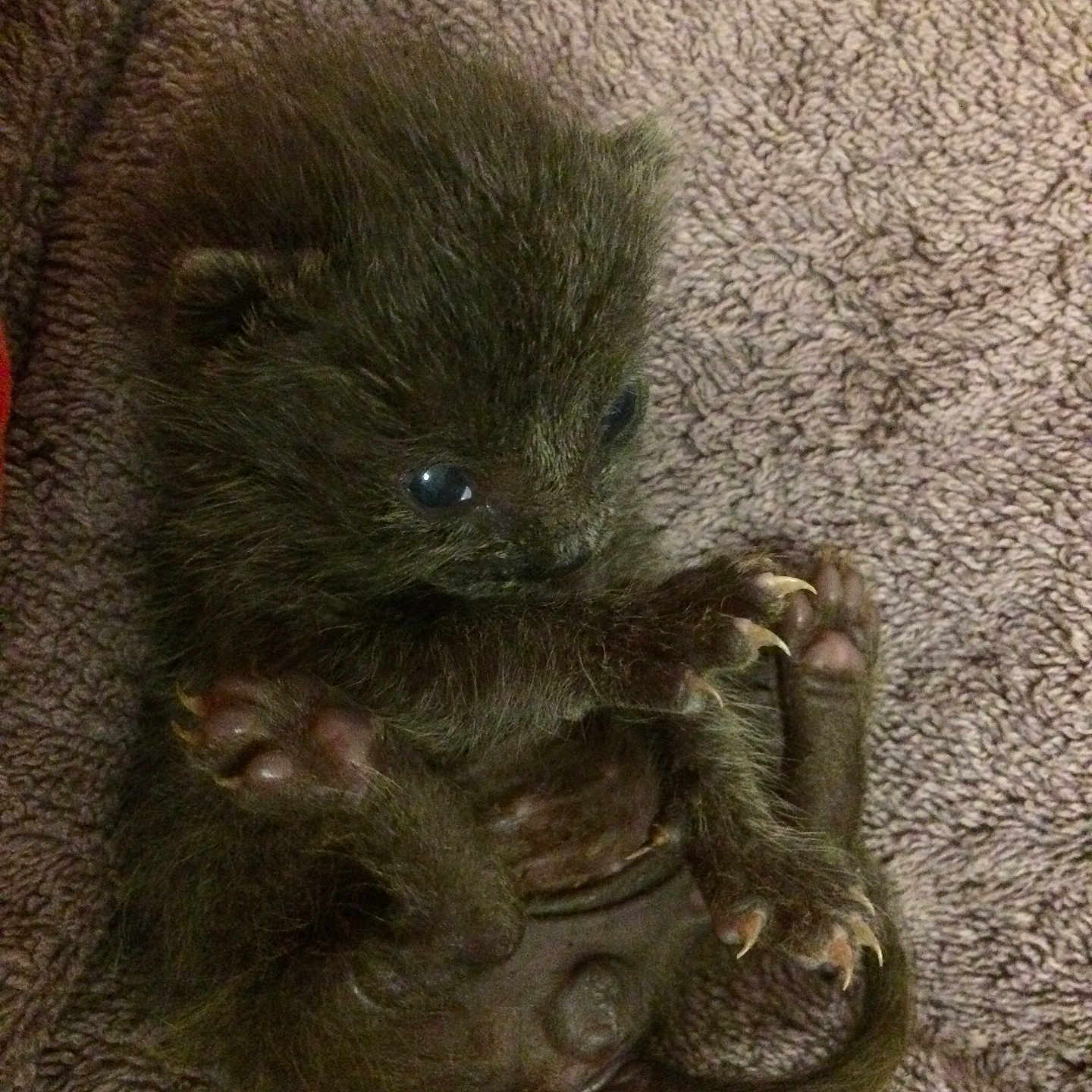 Barbouille participe au concours pour gagner de l'argent avec cette photo : baby_animal, fluffy, claws, towel, small, curled_up, cute, fur, wildlife, mammal, tiny, close_up, texture, animal_paws, sleeping_position, brown, soft, pet_like, curious_look, wild