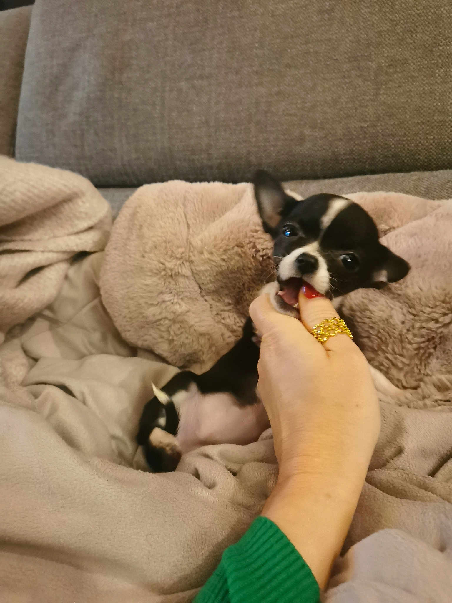 Biscotte