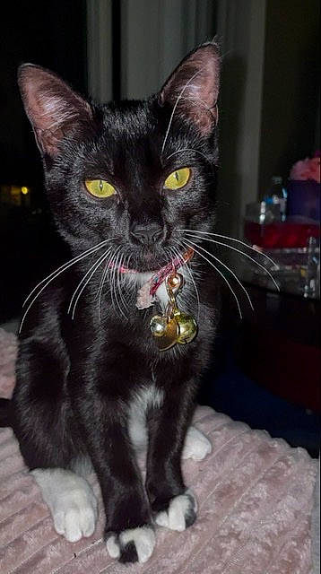 Rosie joined the competition — help win amazing prizes! black_cat, bombay, carnivore, cat, cat_toy, claw, collar, domestic_short_haired_cat, felidae, fur, iris, paw, small_to_medium_sized_cats, snout, tail, terrestrial_animal, whiskers