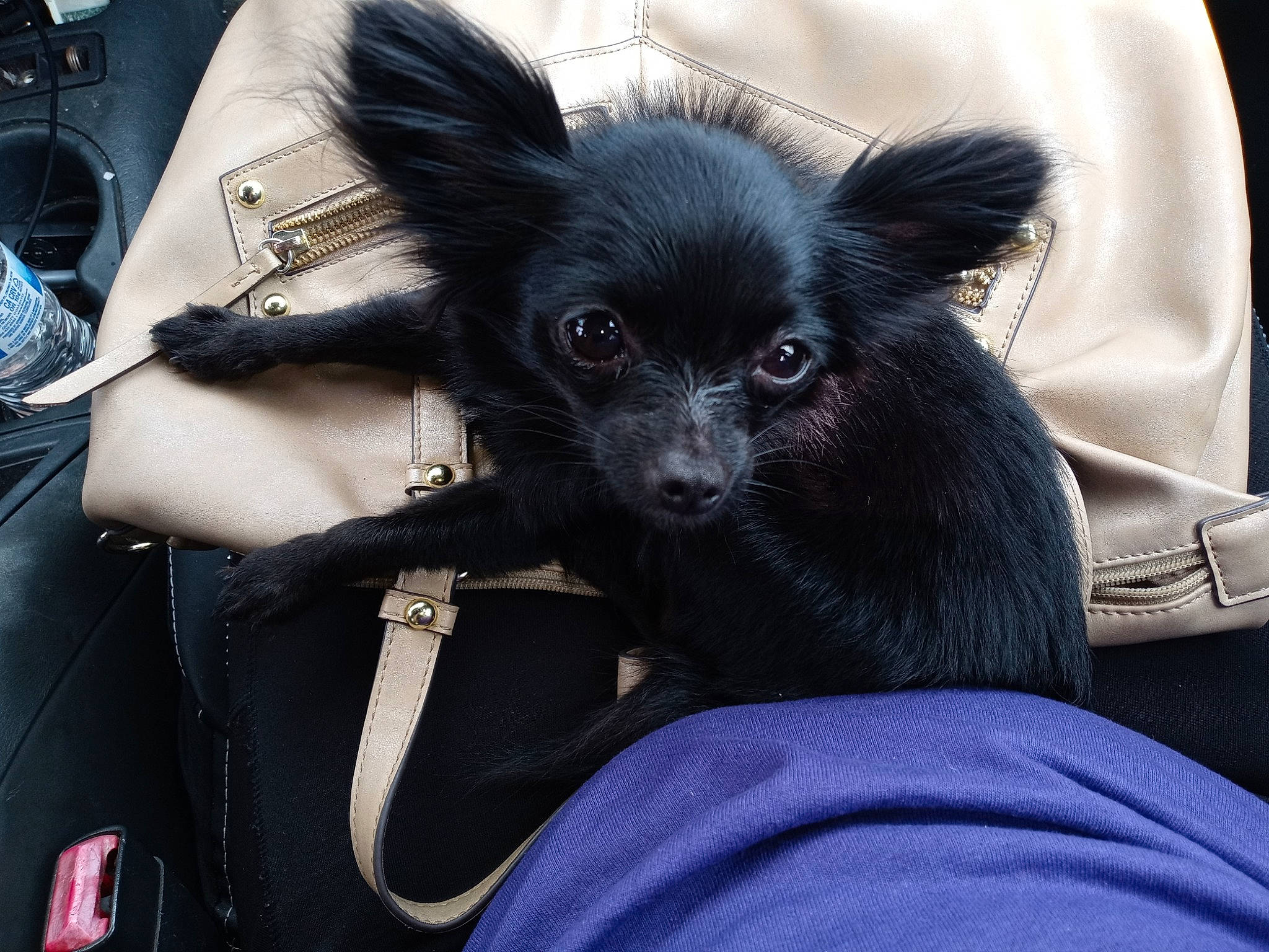 Yani Pomchi joined the competition — help win amazing prizes! canidae, carnivore, chihuahua, comfort, companion_dog, dog, dog_breed, ear, eye, eyelash, fawn, fur, hair, head, hood, kitchen_appliance, snout, toy_dog, whiskers, working_animal