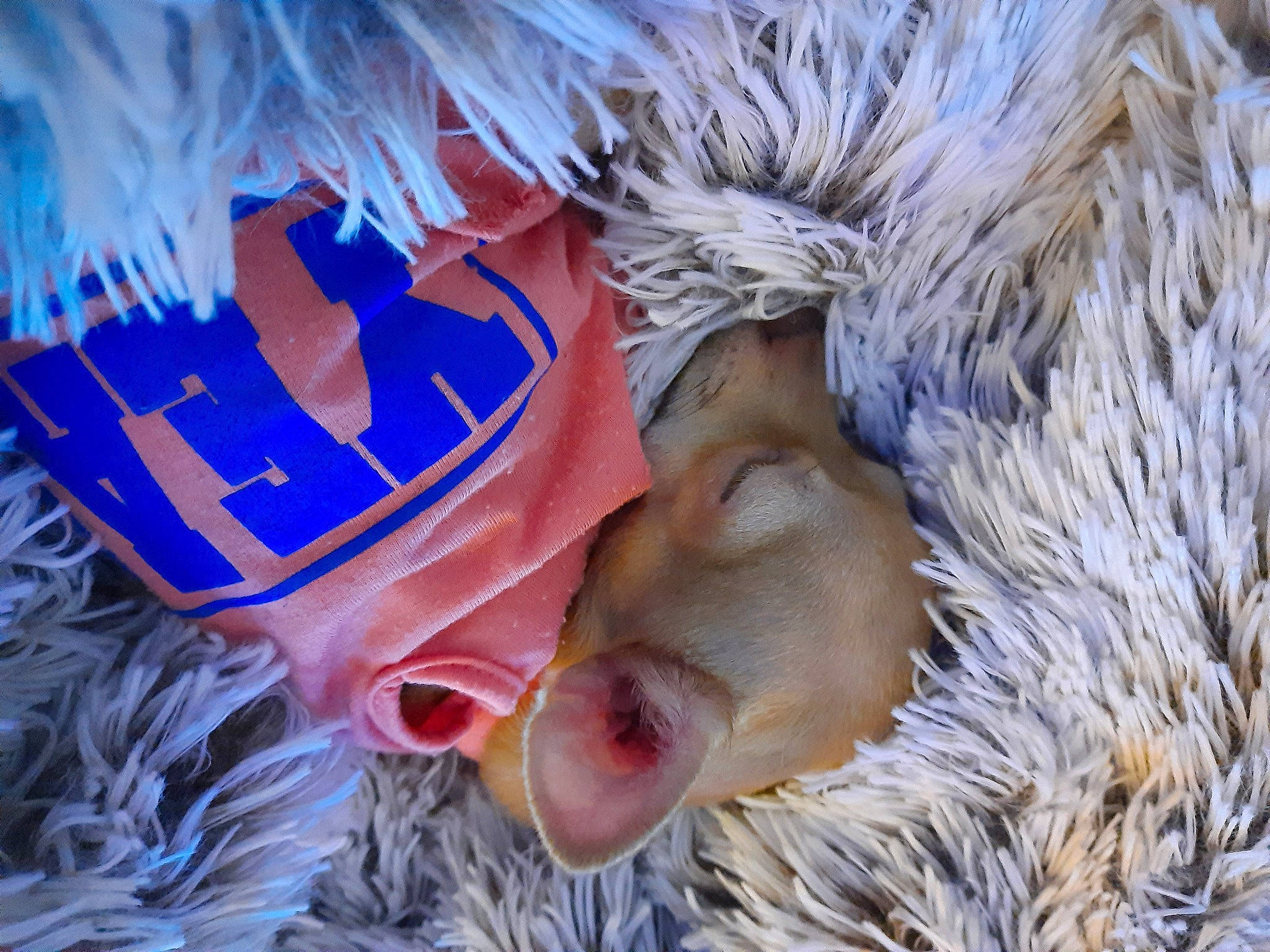 Diva participe au concours pour gagner de l'argent avec cette photo : animal_product, costume_accessory, costume_hat, feather, fur, humour, love, natural_material, paw, tongue