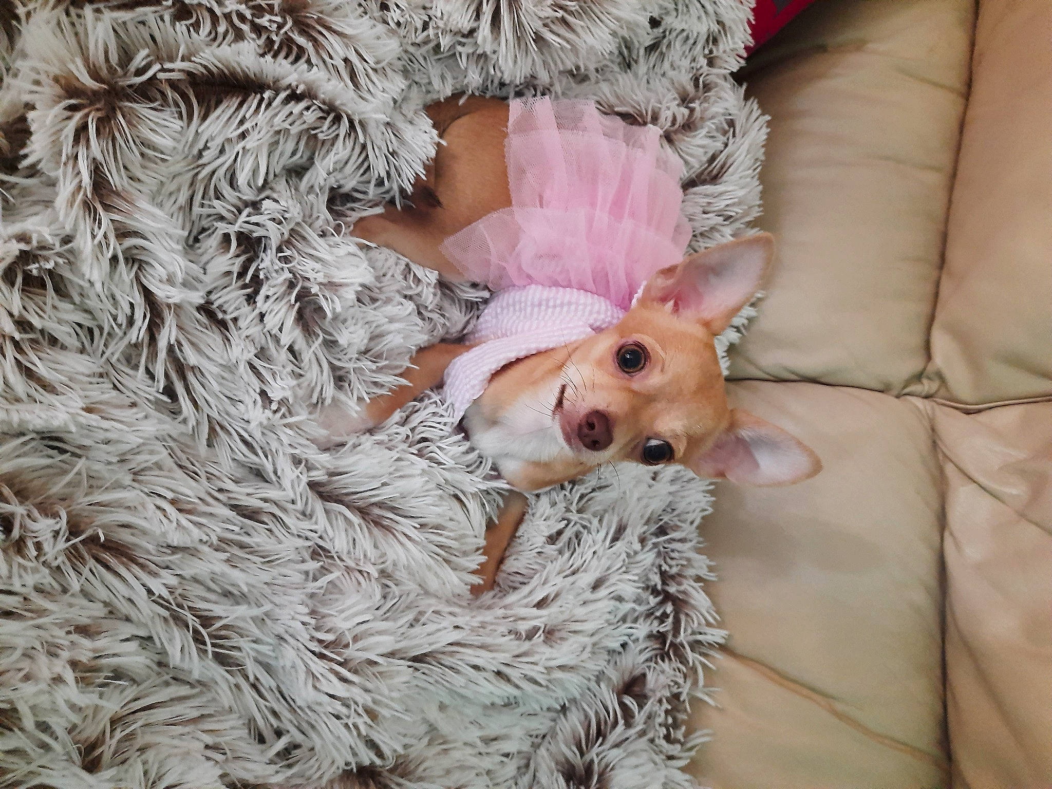 Diva a rejoint le concours — aidez-le/la à gagner de superbes lots ! canidae, carnivore, chihuahua, companion_dog, dog, dog_breed, dog_supply, fawn, fur, natural_material, non_sporting_group, pet_supply, plush, puppy, snout, sporting_group, stuffed_toy, toy, toy_dog, working_animal