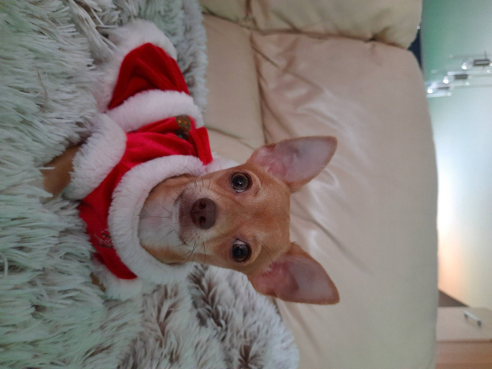 Diva a rejoint le concours — aidez-le/la à gagner de superbes lots ! canidae, carnivore, christmas, christmas_eve, collar, companion_dog, costume_hat, couch, dog, dog_breed, dog_supply, fur, home_accessories, linens, snout, sporting_group, working_animal