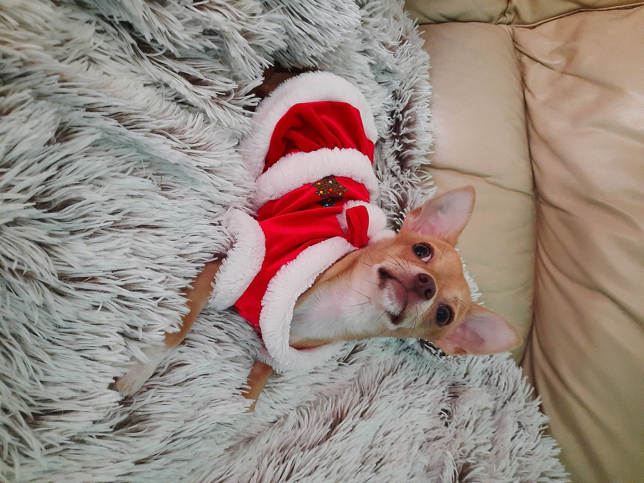 Diva participe au concours pour gagner de l'argent avec cette photo : canidae, carnivore, chihuahua, christmas, christmas_eve, companion_dog, dog, dog_breed, dog_clothes, dog_supply, fawn, fictional_character, fur, fur_clothing, natural_material, non_sporting_group, snout, sporting_group, toy_dog, working_animal