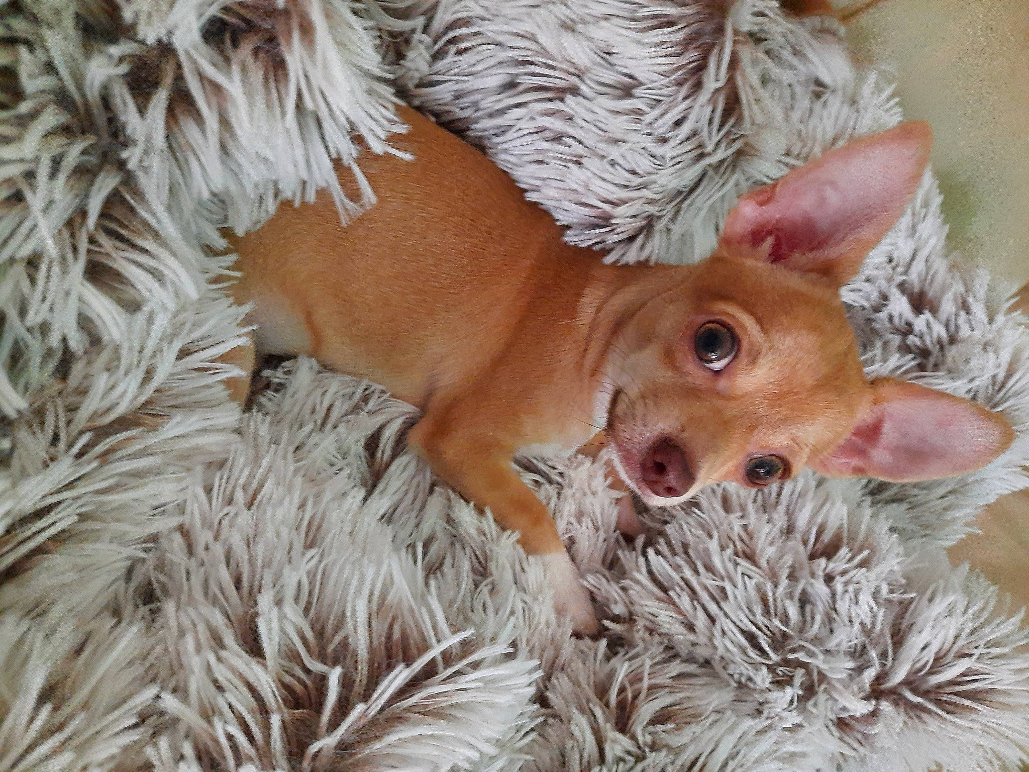 Diva participe au concours pour gagner de l'argent avec cette photo : canidae, carnivore, companion_dog, dog, dog_breed, fawn, fur, liver, natural_material, non_sporting_group, organism, peach, snout, sporting_group, terrestrial_animal, toy_dog, vertebrate, whiskers, working_animal, working_dog