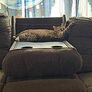Pumpkin joined the competition — help win amazing prizes! cat, tabby_cat, sleeping, brown_furniture, cushion, chair, tray, indoor, curtain, wolf_image, feather_pattern, relaxing, pet, feline, cozy, sunlight, home, comfort, resting, animal