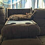 cat, tabby_cat, sleeping, brown_furniture, cushion, chair, tray, indoor, curtain, wolf_image, feather_pattern, relaxing, pet, feline, cozy, sunlight, home, comfort, resting, animal
