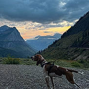 Boon joined the competition — help win amazing prizes! animal, canine, clouds, dog, evening, forest, greenery, hiking, landscape, leash, mountain, nature, outdoor, pet, rocky_path, scenic, sky, sunset, travel, valley