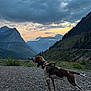 animal, canine, clouds, dog, evening, forest, greenery, hiking, landscape, leash, mountain, nature, outdoor, pet, rocky_path, scenic, sky, sunset, travel, valley