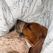 Boon joined the competition — help win amazing prizes! animal, bed, blanket, brown, calm, closeup, comfort, cozy, cute, dog, domestic, ears, fur, indoor, peaceful, pets, rest, sleeping, snuggled, white