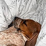 animal, bed, blanket, brown, calm, closeup, comfort, cozy, cute, dog, domestic, ears, fur, indoor, peaceful, pets, rest, sleeping, snuggled, white