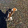 Boon is registered to the contest to win money with this photo: animal, brown_and_white, canine, clear_water, daylight, dog, leash, nature, outdoor, pebbles, pet, reflection, ripples, rocks, shadow, shallow_water, standing, summer, sunlight, water