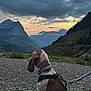 Boon joined the competition — help win amazing prizes! adventure, animal, cloudy_sky, dog, grass, harness, hill, landscape, leash, mountain, nature, outdoor, pet, rocky_ground, scenic_view, sunset, travel, trees, valley, wilderness