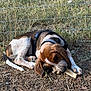Boon is registered to the contest to win money with this photo: animal, bone, brown_and_white, canine, chewing, cute, dog, fence, grass, ground, harness, nature, outdoor, pet, playful, puppy, resting, small_dog, summer, young_dog