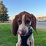 Boon joined the competition — help win amazing prizes! animal, basset_hound, canine, close_up, collar, cute, dog, ears, friendly, grass, harness, nature, outdoor, pet, puppy, sitting, sky, sunset, tongue_out, young