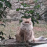 Choupi participe au concours pour gagner de l'argent avec cette photo : animal, background, calm, cat, feline, fluffy, fur, garden, greenery, leaf, nature, outdoor, pet, plant, portrait, quiet, sitting, stone_wall, tail, texture