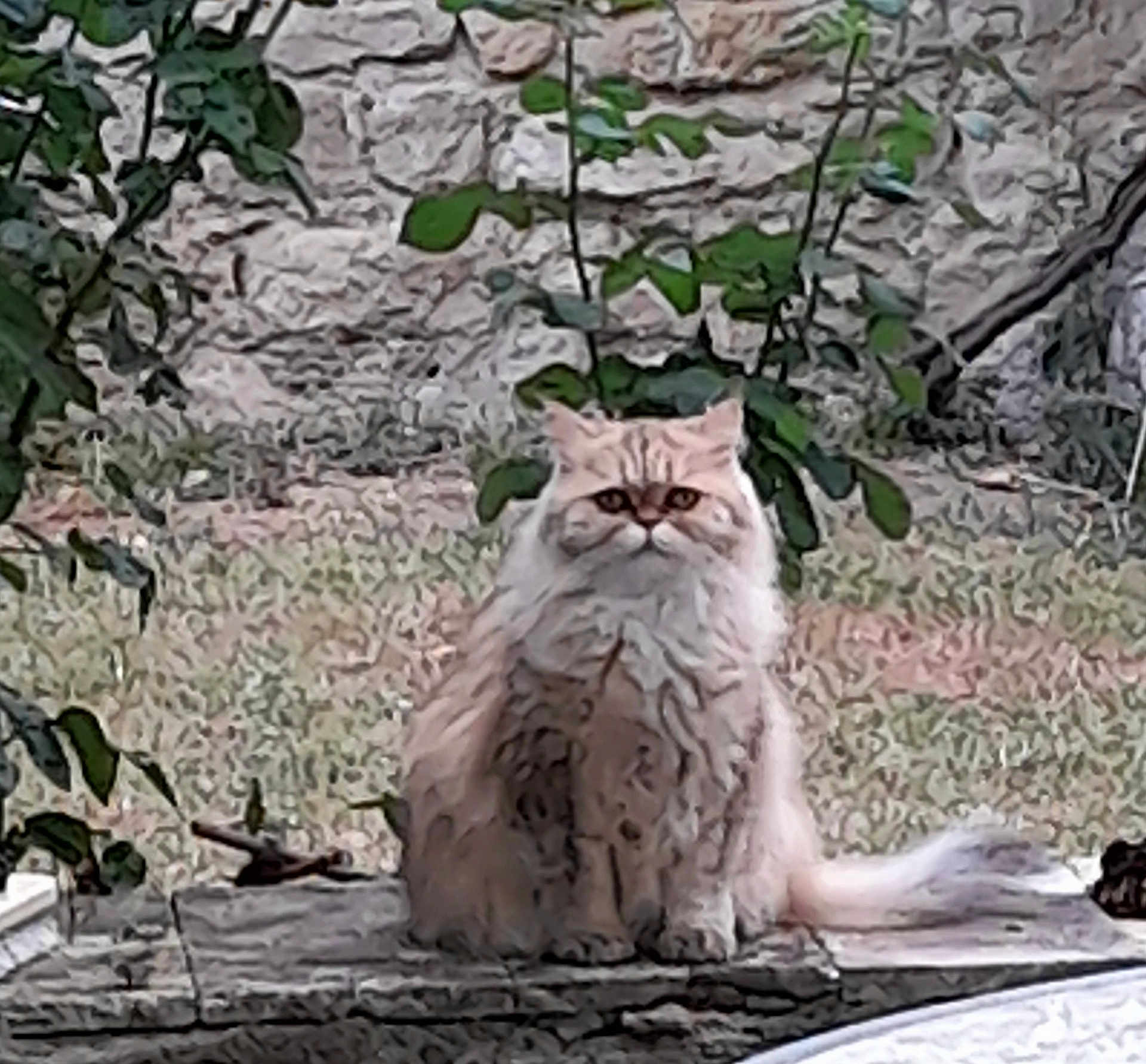 Choupi