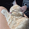 Berlioz a rejoint le concours — aidez-le/la à gagner de superbes lots ! kitten, cat, sleeping, fur, closeup, pet, animal, indoor, car_interior, leg, sunlight, relaxation, cute, whiskers, ear, paw, soft, cozy, nap, peaceful