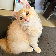 Berlioz participe au concours pour gagner de l'argent avec cette photo : kitten, cat, fluffy, cream_color, green_eyes, pink_nose, pet, indoor, couch, curious, head_tilt, feline, young_cat, soft_fur, domestic_animal, cute, small, whiskers, sitting, close_up