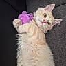Berlioz participe au concours pour gagner de l'argent avec cette photo : animal, cat, couch, cozy, cream_colored, cute, domestic_cat, feline, fluffy, gray_couch, indoor, laying_down, pet, pink_nose, plush_toy, purple_toy, relaxed, soft_fur, whiskers, wide_eyes