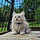 Berlioz
