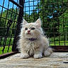 kitten, cat, fluffy, blue_eyes, wooden_surface, cage, metal_grid, outdoor, nature, greenery, sky, curious, young_animal, pet, feline, portrait, sitting, cute, animal, daylight