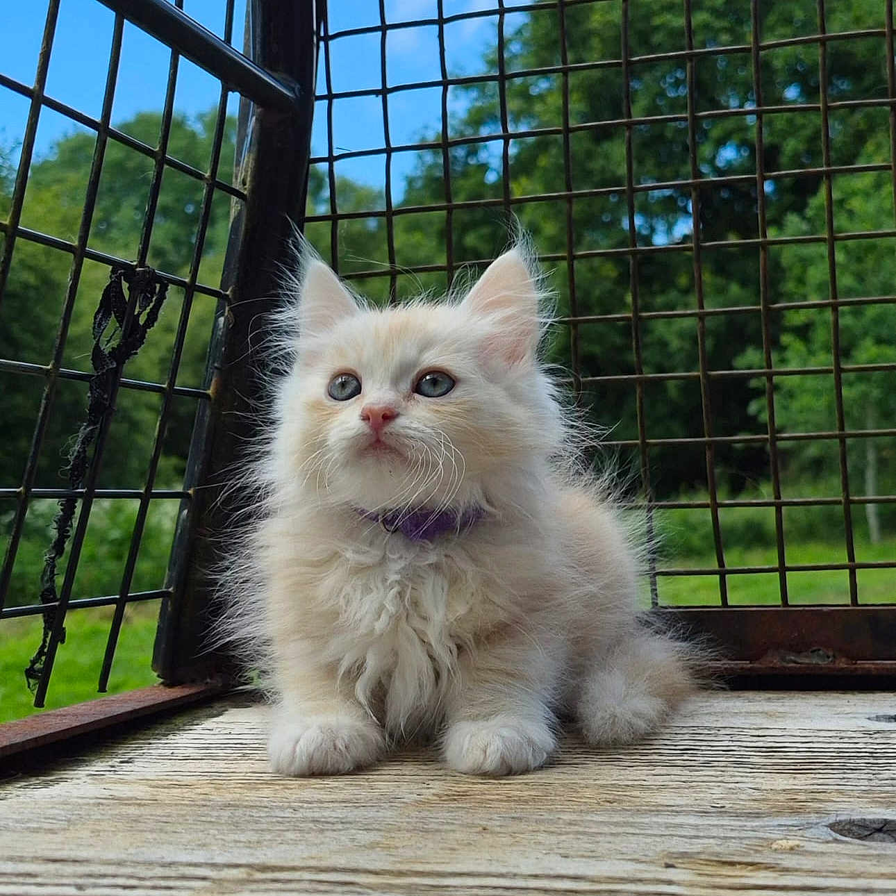 Berlioz