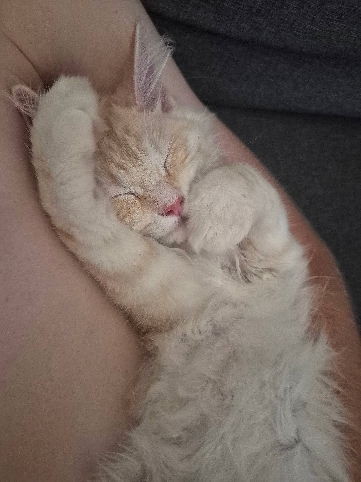 Berlioz a rejoint le concours — aidez-le/la à gagner de superbes lots ! adorable, animal, closeup, cozy, cute, domestic_cat, fluffy, fur, human_arm, kitten, nap, paw, pet, pink_nose, relaxing, resting, sleeping, soft, whiskers, young