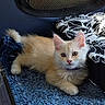 Berlioz a rejoint le concours — aidez-le/la à gagner de superbes lots ! kitten, cat, feline, fluffy, cream_colored, blue_rug, indoor, pet, cute, young, resting, curious, soft, whiskers, paws, collar, cozy, cushion, patterned, relaxed