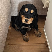 Aïko participe au concours pour gagner de l'argent avec cette photo : puppy, dog, black, tan, fur, floor, wood, couch, fabric, cozy, indoor, pet, cute, small, young, animal, looking_up, home, furniture, resting