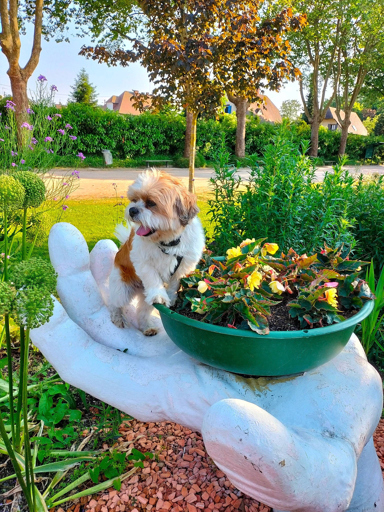 Nelson a rejoint le concours — aidez-le/la à gagner de superbes lots ! annual_plant, carnivore, companion_dog, dog, dog_breed, fawn, flower, flowerpot, garden, grass, groundcover, houseplant, landscape, landscaping, lawn, plant, shrub, summer, toy_dog, tree